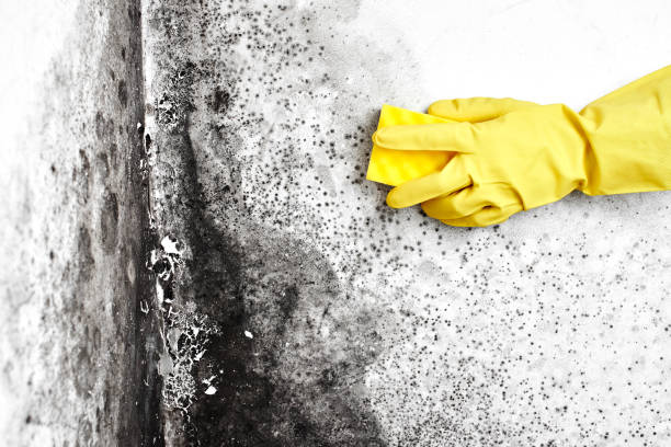 Best Mold Remediation for Healthcare Facilities  in Belleview, FL